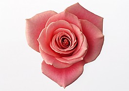 去背玫瑰花图片 去背玫瑰花素材 去背玫瑰花模板免费下载 六图网