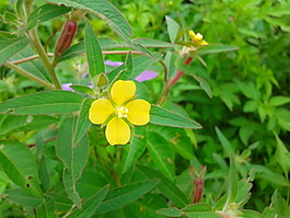 四叶小黄花