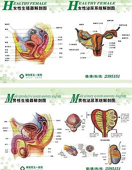 男科生殖器官圖圖片_男科生殖器官圖素材_男科生殖器官圖模板免費下載