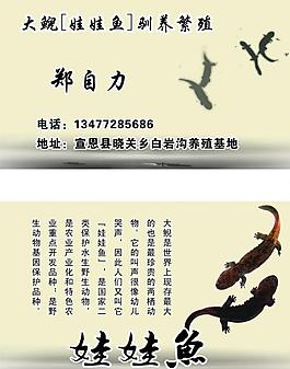 娃娃鱼名片图片
