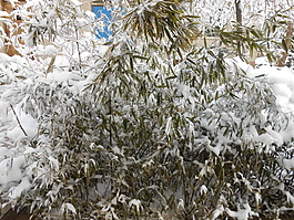 雪后的竹子