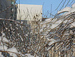 树枝上的雪