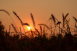 夕阳