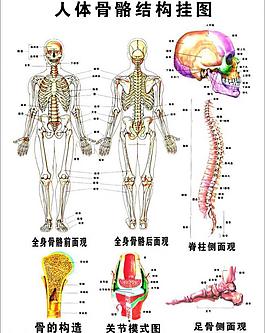 人体结构图片 人体结构素材 人体结构模板免费下载 六图网