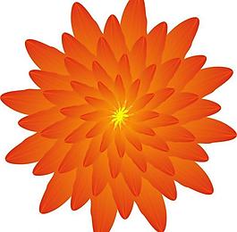 红花图片