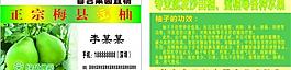 梅县金柚图片