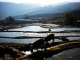田野