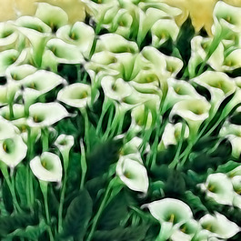 百合花