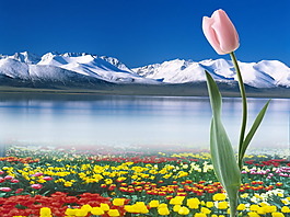 雪域高原湖泊花海PSD分层模板