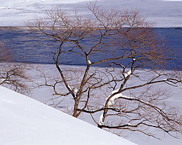 湖边雪景的松树