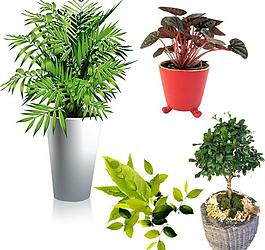 室内植物图片