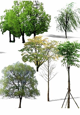 景观效果图后期素材植被PSD源文件3