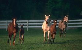 骏马图片