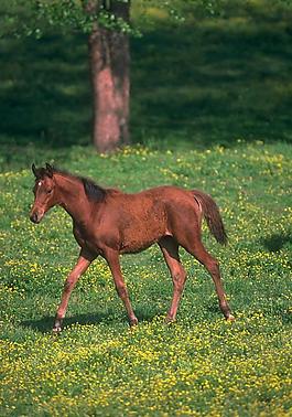 骏马图片