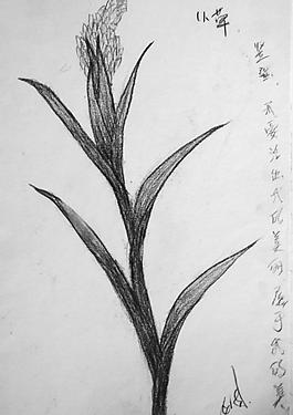 一棵小草图片
