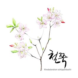 一束花