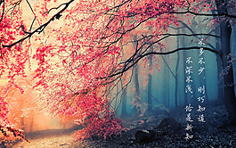 电脑壁纸