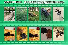 泰迪宠物相册图片