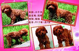 泰迪宠物相册图片