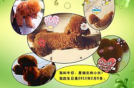 泰迪宠物相册图片