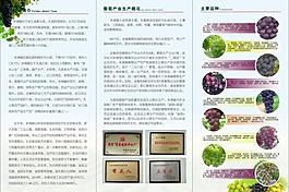 葡萄宣传册图片