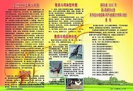 斗鸡公司宣传彩页图片