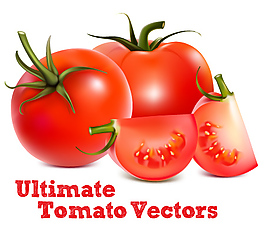 终极番茄矢量素材