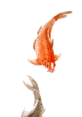 国画鲤鱼素材