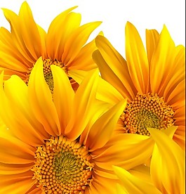 向日葵矢量设计