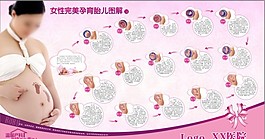孕育胎儿图解