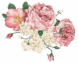 牡丹花