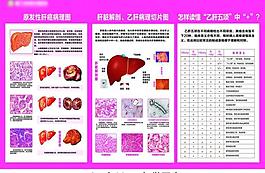 肝病科解剖图图片