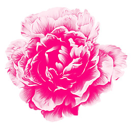 牡丹花素材