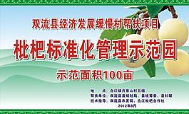 枇杷标准化管理示范园图片