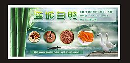 连城白鸭 鸭图片