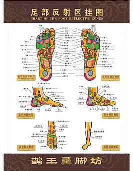 足部穴位挂图图片