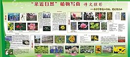 亲近自然 植物写真图片