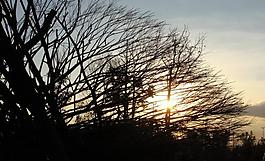 夕阳剪影图片