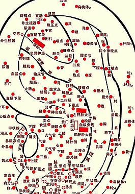 耳朵穴位图图片