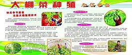 大棚菜种植技术图片