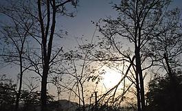 夕阳印树影图片