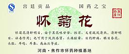 怀菊花图片