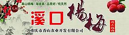 杨梅图片