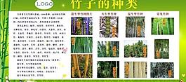 竹子背景图片
