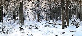 林海雪原图片