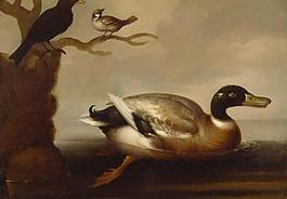 绿头鸭和两只小鸟图片