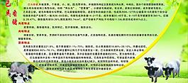 巴马香猪图片