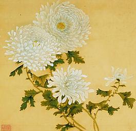 清 菊花图片