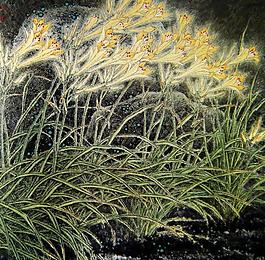 金菜花开图片
