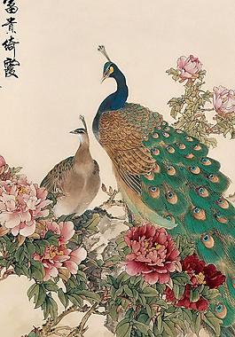 富贵孔雀图片
